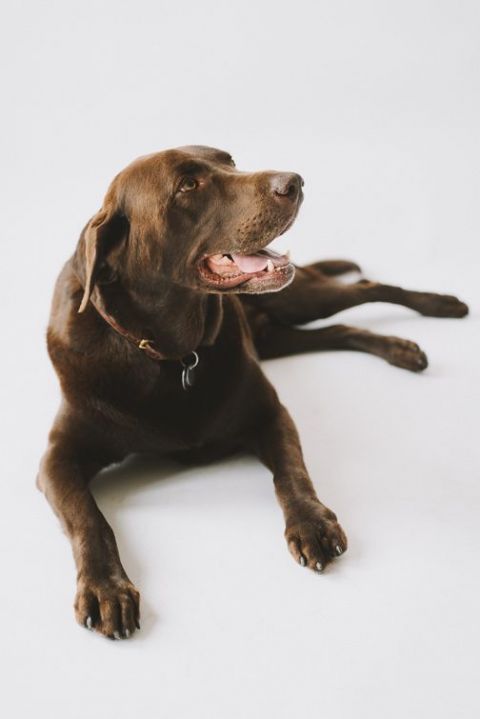 matt-worthy-gus-chocolate-lab-dog-portrait-studio-session-tacoma_-12-of-26-504x755(pp_w480_h719) Dog Portrait in Tacoma, Matt + Gus Portraits 