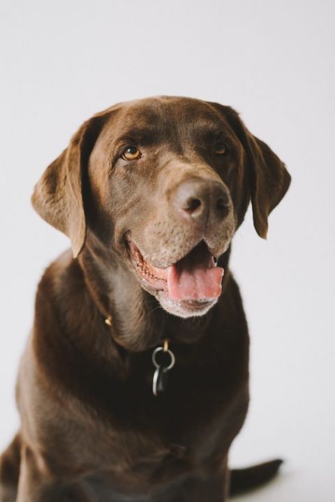 matt-worthy-gus-chocolate-lab-dog-portrait-studio-session-tacoma_-13-of-26-504x755(pp_w480_h719) Dog Portrait in Tacoma, Matt + Gus Portraits 